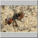 Caliadurgus fasciatellus - Wegwespe w01a 6mm mit Spinne - Sandgrube Niedringhaussee-det.jpg